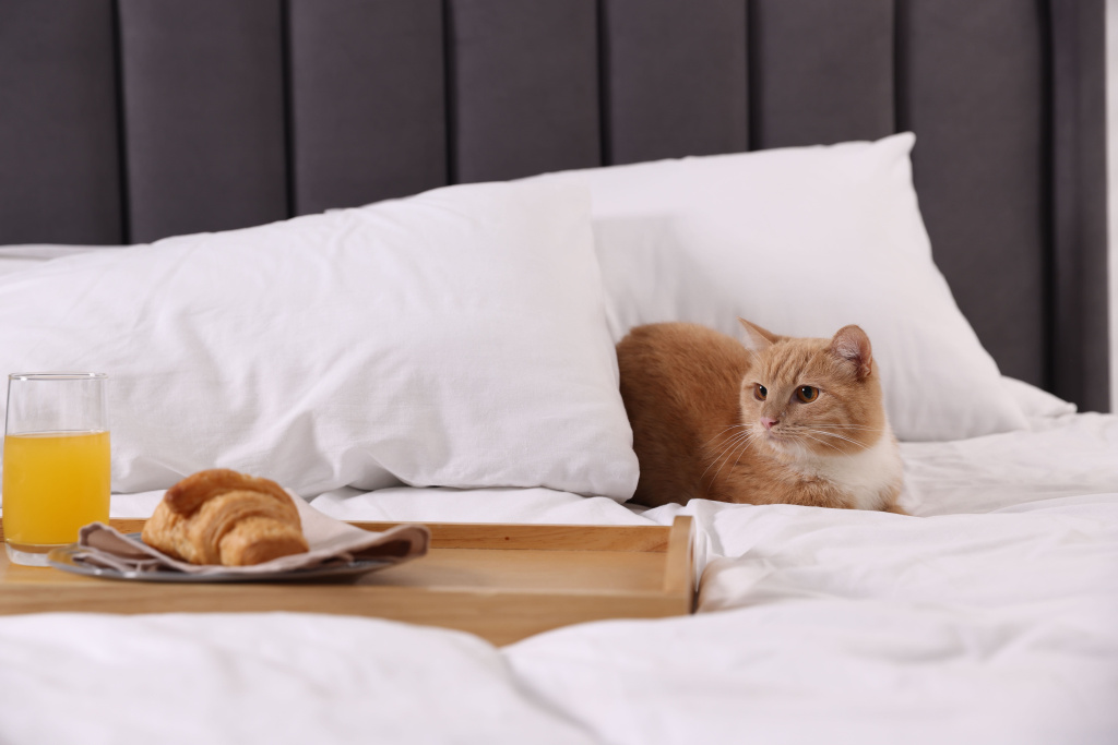 pet-hotel-cute-ginger-cat-croissant-orange-juice-bed-indoors (1).jpg pet-hotel-cute-ginger-cat-croissant-orange-juice-bed-indoors (1).jpg